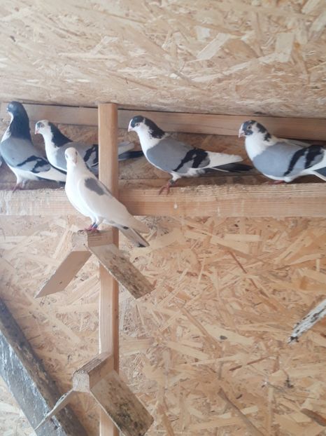  - porumbei galateni pe vanat