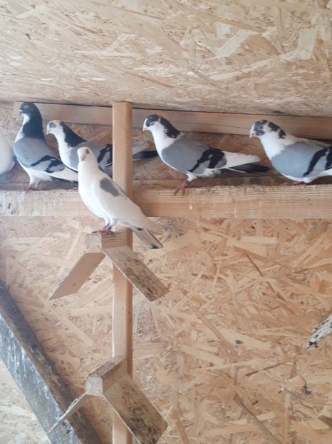  - porumbei galateni pe vanat