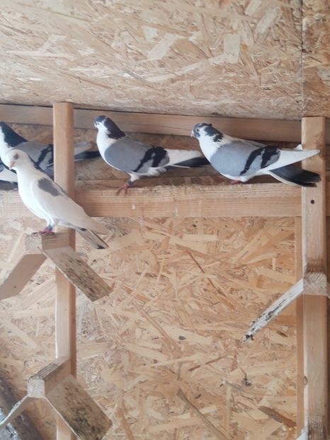  - porumbei galateni pe vanat