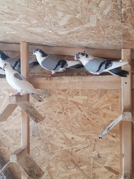  - porumbei galateni pe vanat