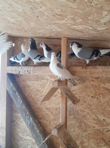  - porumbei galateni pe vanat