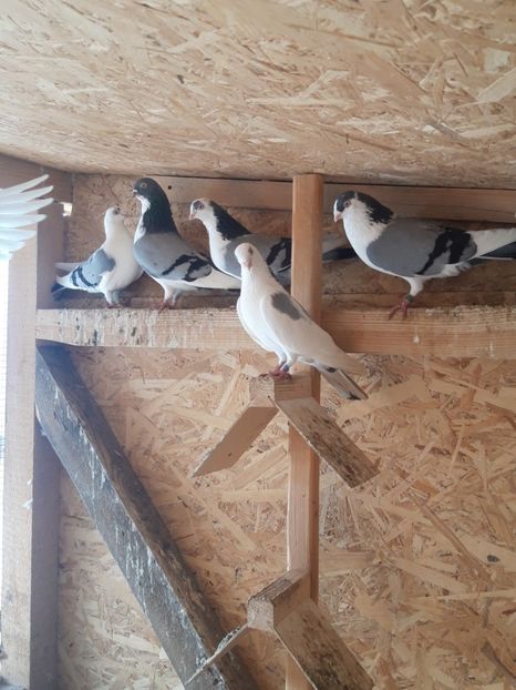  - porumbei galateni pe vanat