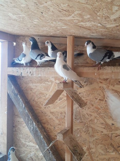  - porumbei galateni pe vanat