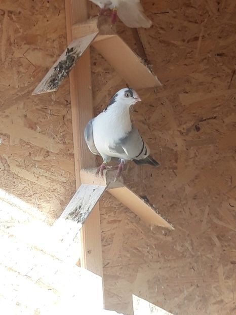  - porumbei galateni pe vanat