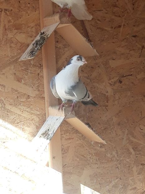  - porumbei galateni pe vanat