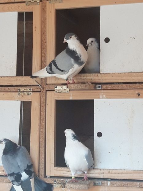  - porumbei galateni pe vanat