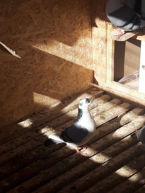  - porumbei galateni pe vanat