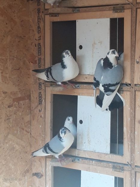  - porumbei galateni pe vanat