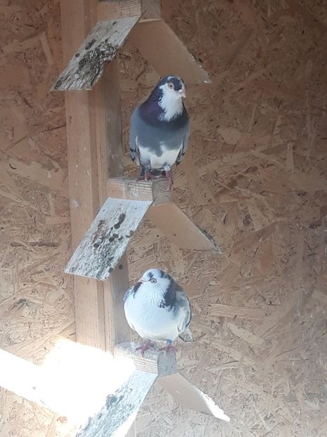  - porumbei galateni pe vanat