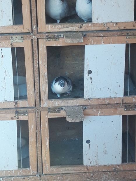  - porumbei galateni pe vanat