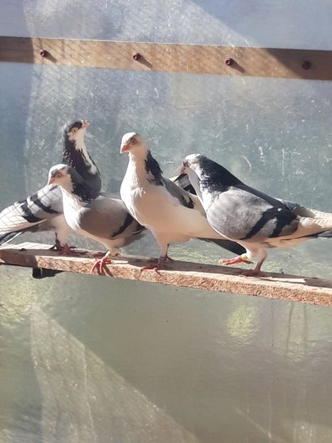  - porumbei galateni pe vanat
