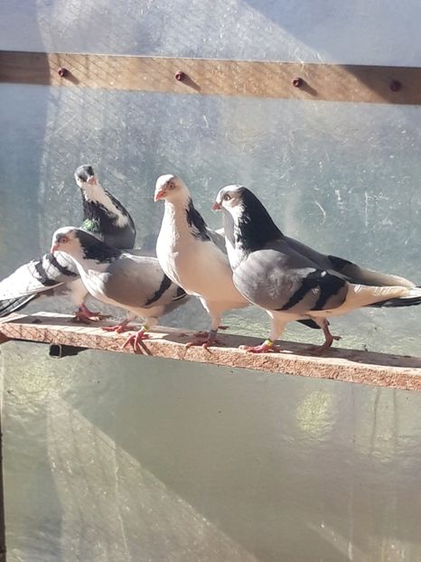  - porumbei galateni pe vanat