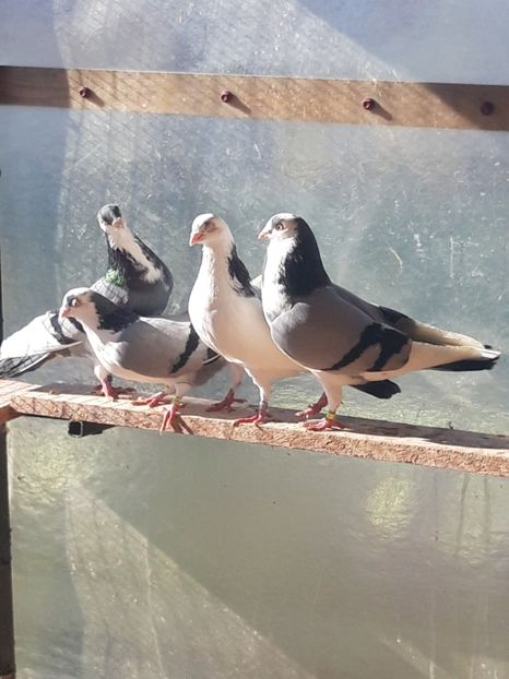  - porumbei galateni pe vanat