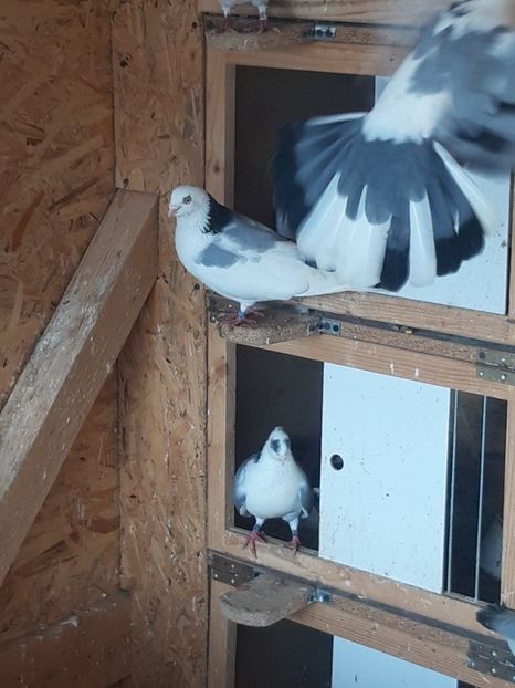  - porumbei galateni pe vanat