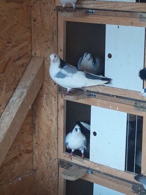  - porumbei galateni pe vanat