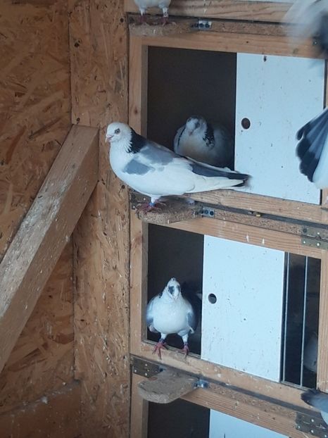  - porumbei galateni pe vanat