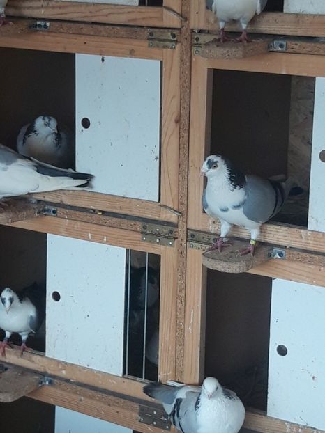  - porumbei galateni pe vanat