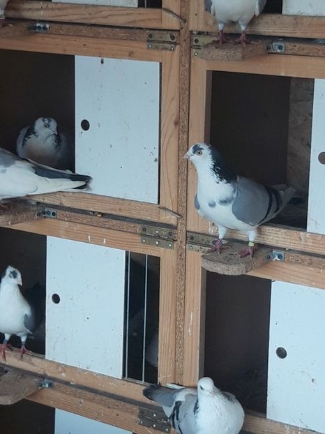  - porumbei galateni pe vanat