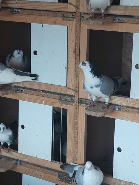  - porumbei galateni pe vanat