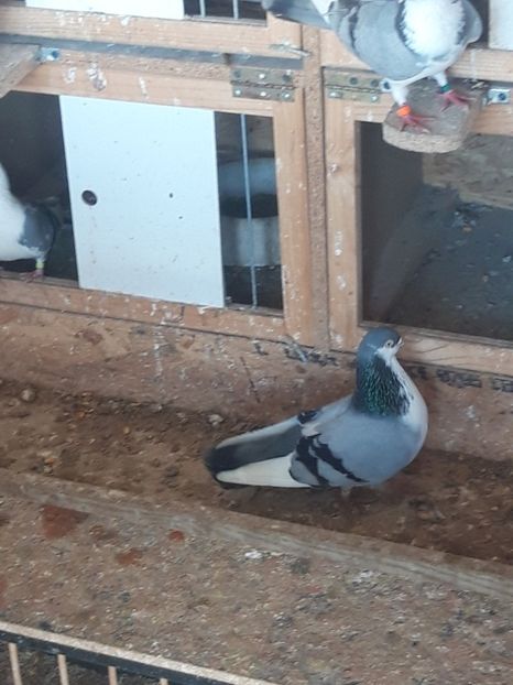  - porumbei galateni pe vanat