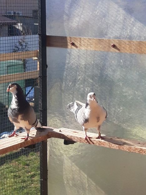  - porumbei galateni pe vanat