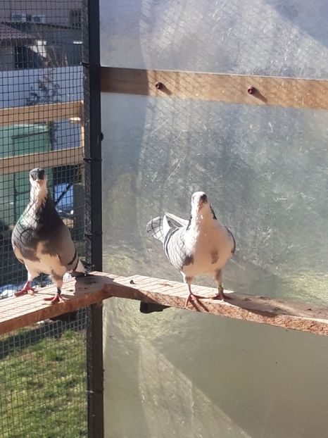 - porumbei galateni pe vanat