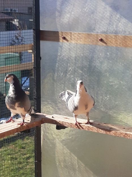  - porumbei galateni pe vanat