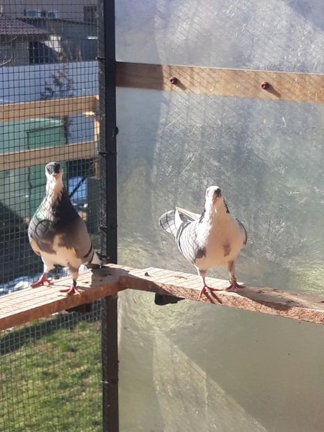  - porumbei galateni pe vanat