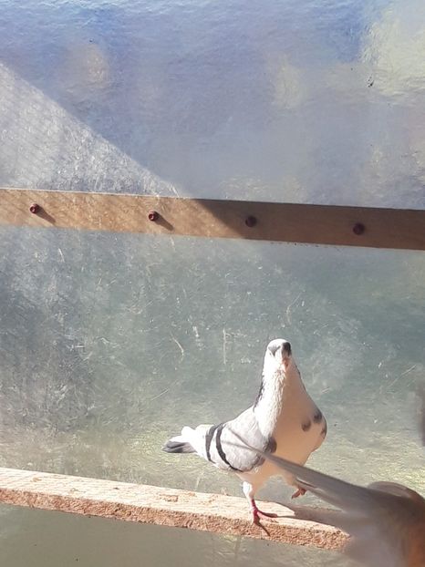  - porumbei galateni pe vanat