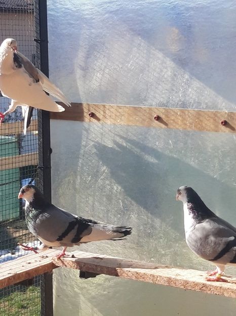  - porumbei galateni pe vanat