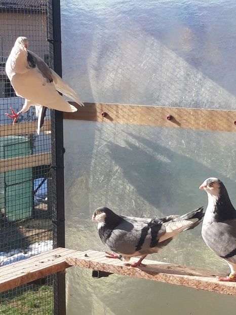  - porumbei galateni pe vanat