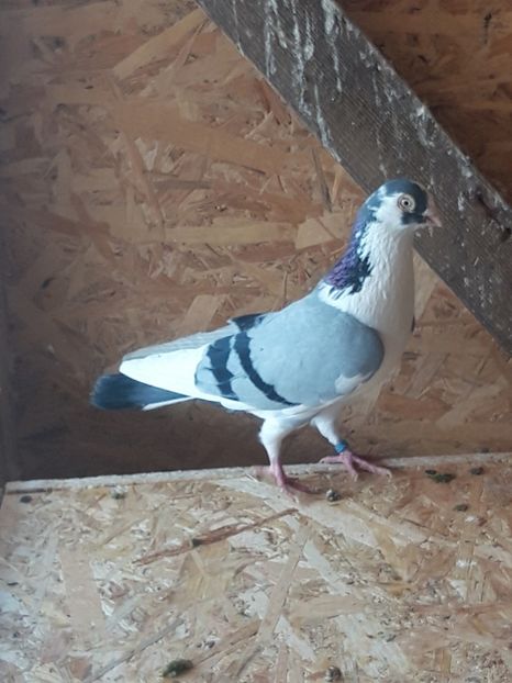  - porumbei galateni pe vanat