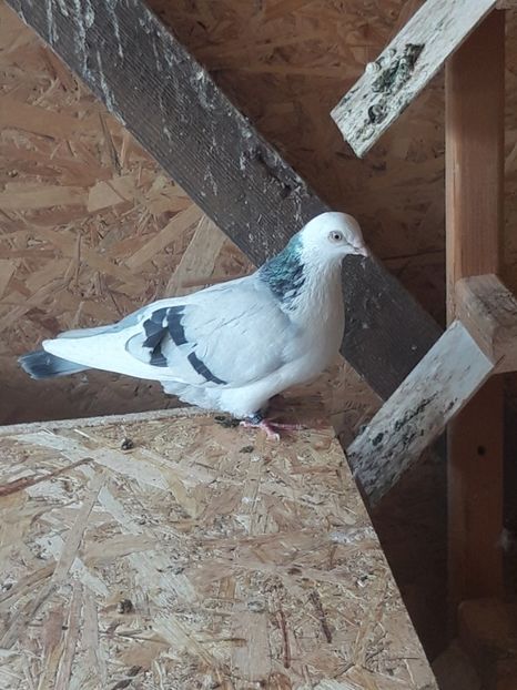  - porumbei galateni pe vanat