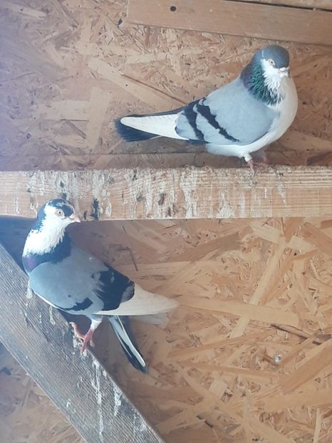  - porumbei galateni pe vanat