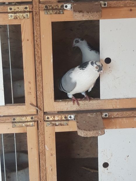  - porumbei galateni pe vanat