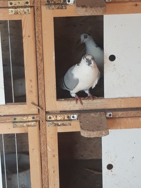  - porumbei galateni pe vanat