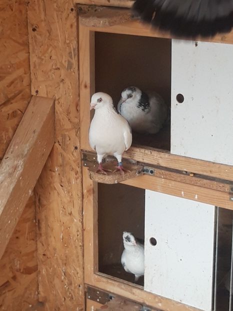  - porumbei galateni pe vanat