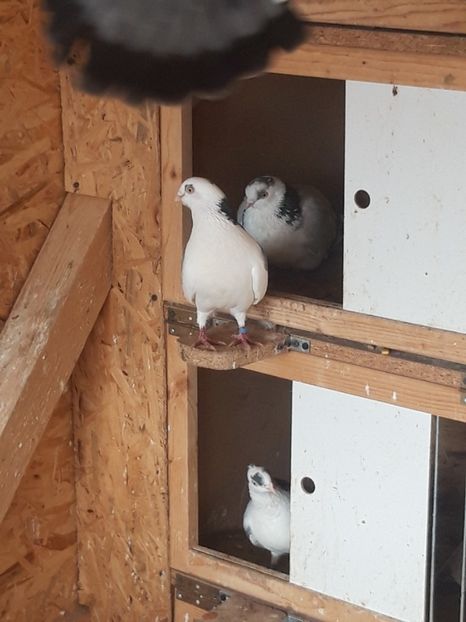  - porumbei galateni pe vanat