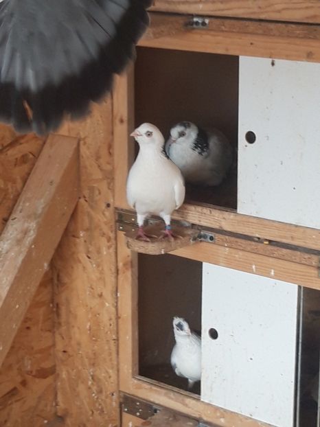  - porumbei galateni pe vanat