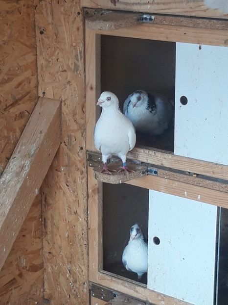  - porumbei galateni pe vanat