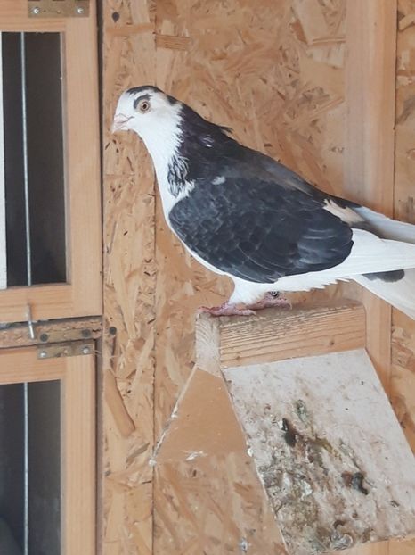  - porumbei galateni pe vanat