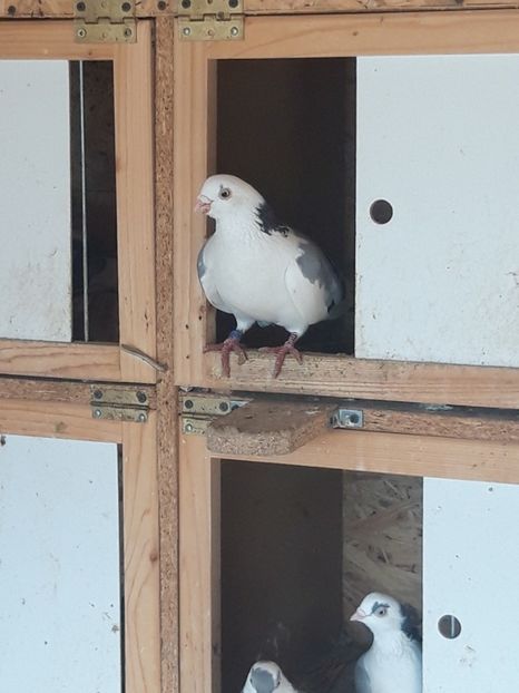  - porumbei galateni pe vanat