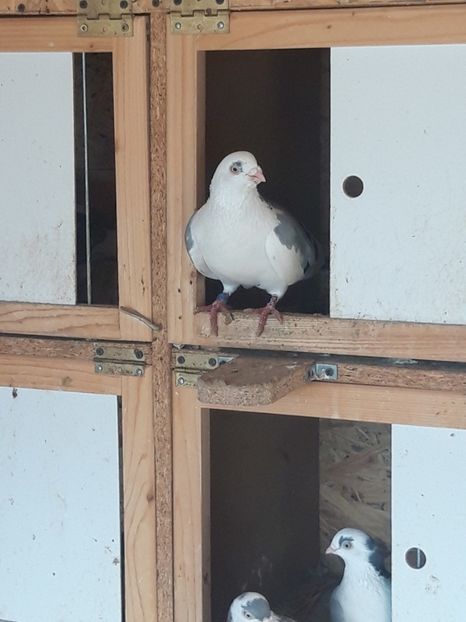  - porumbei galateni pe vanat