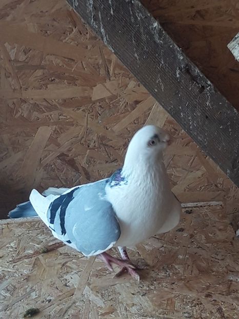  - porumbei galateni pe vanat