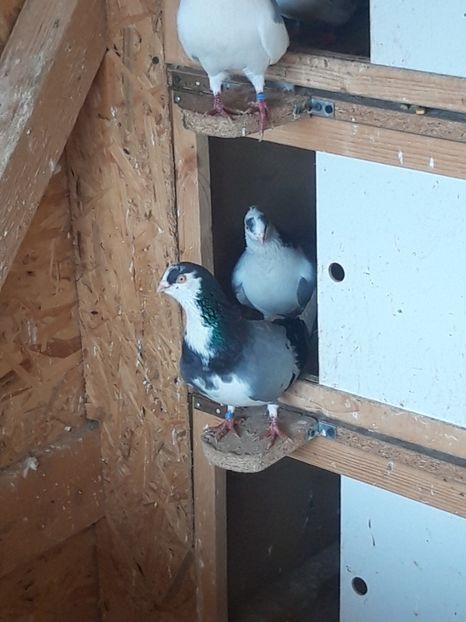  - porumbei galateni pe vanat