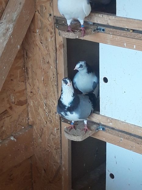  - porumbei galateni pe vanat