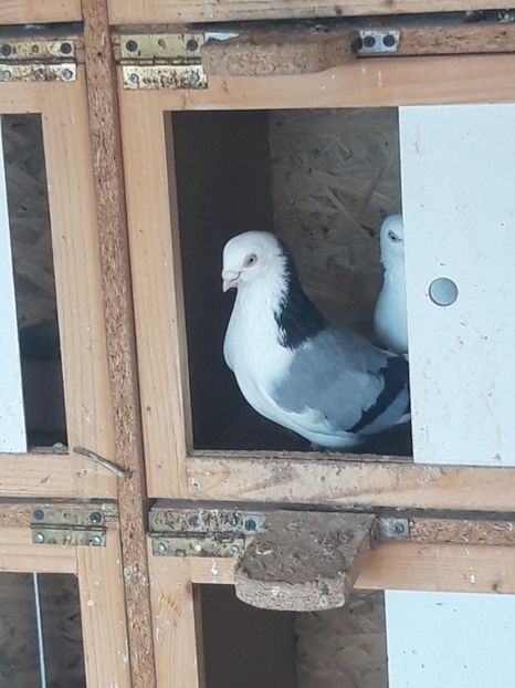  - porumbei galateni pe vanat