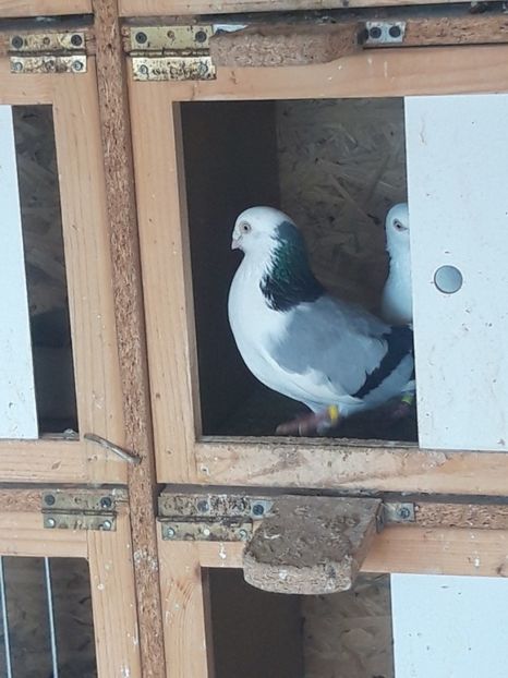  - porumbei galateni pe vanat