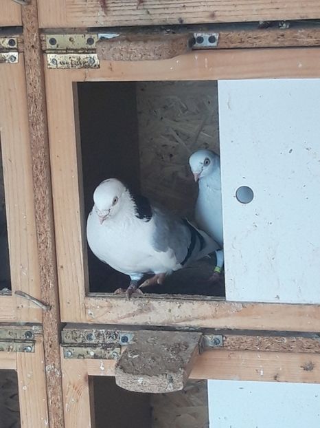  - porumbei galateni pe vanat