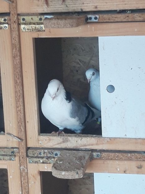  - porumbei galateni pe vanat